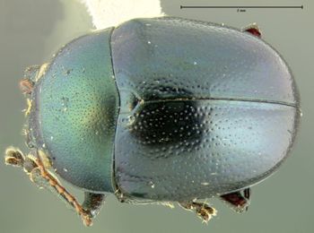 Media type: image;   Entomology 33863 Aspect: habitus dorsal view